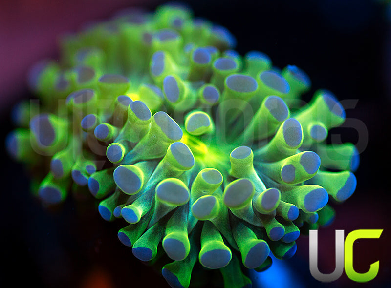 Frogspawn