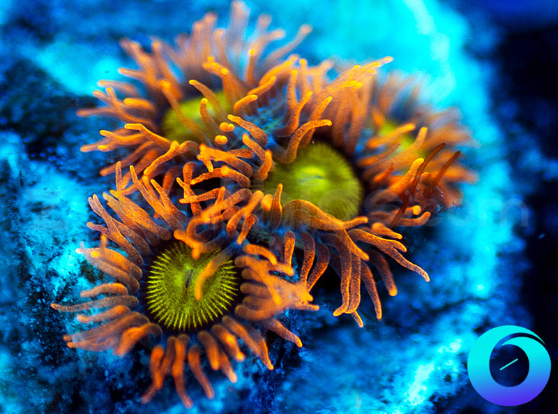 Mandarin Oranges