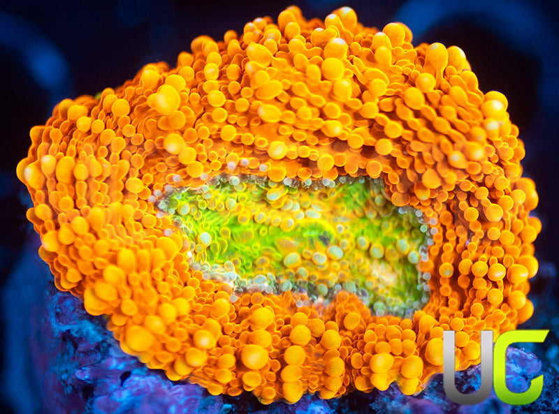 OG Pumpkin Patch Acan Echinata
