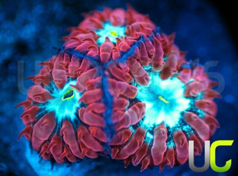 UC Azure Sky Blastos