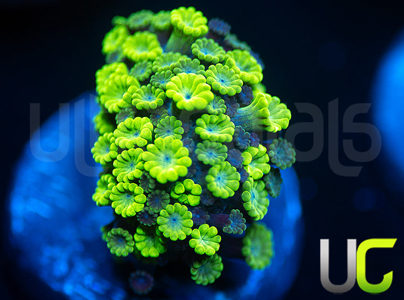 UC Emerald Alveopora