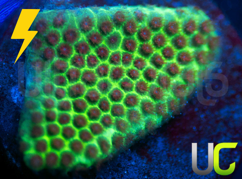 UC The Grinch Porites