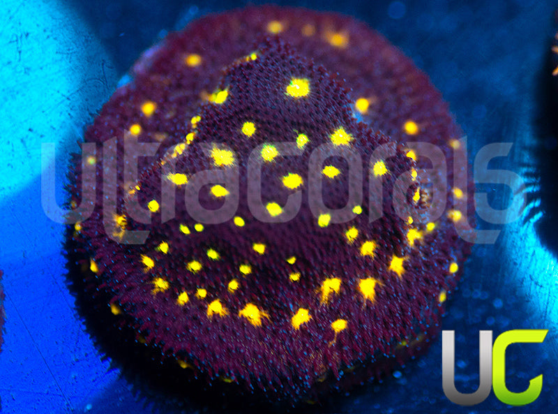 UC Half Blood Psammocora