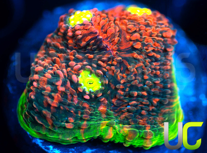 Ultra Watermelon Chalice