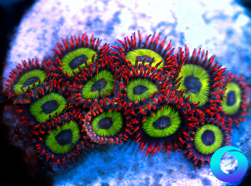 Emeralds on Fire