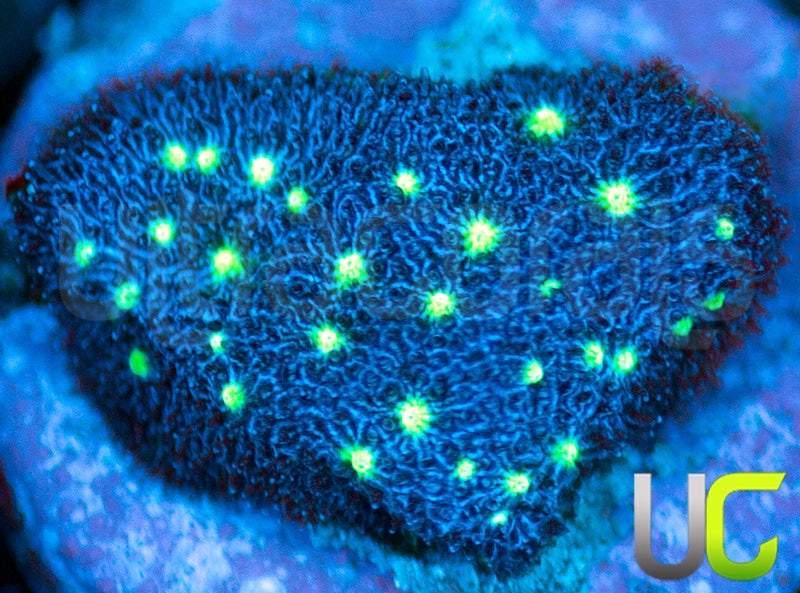 UC Nuclear Constellation Psammocora