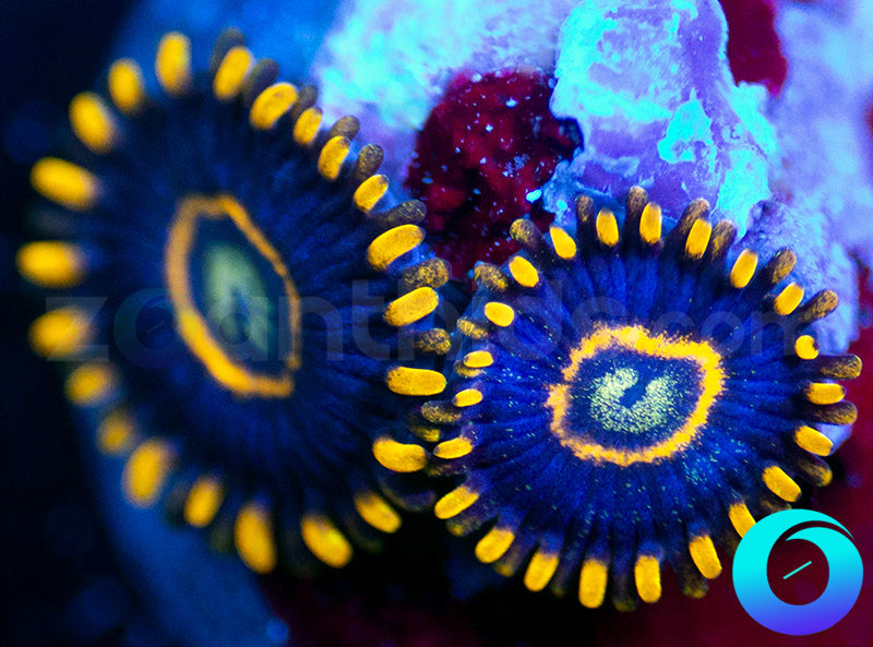Blue Hornets