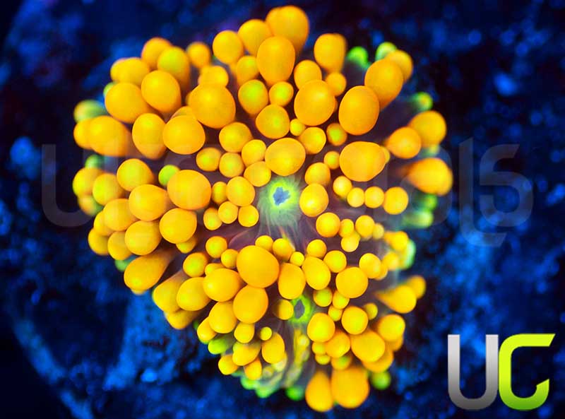 UC Metallic Orange Bubble Florida Ricordea