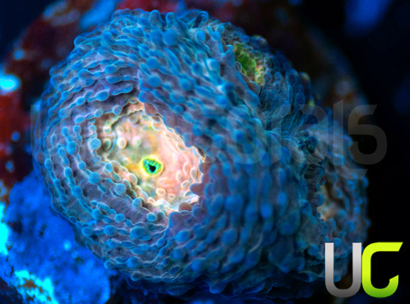 UC Pink Lotus Acan Echinata