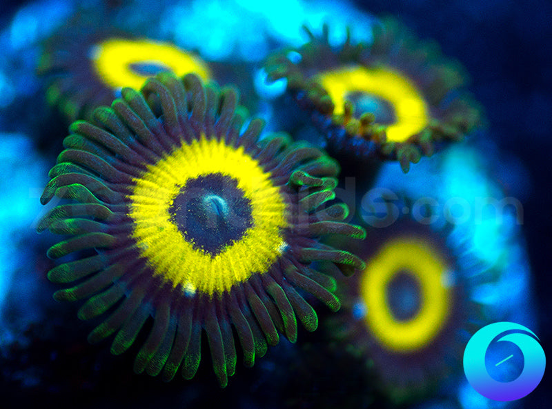 GloWorms