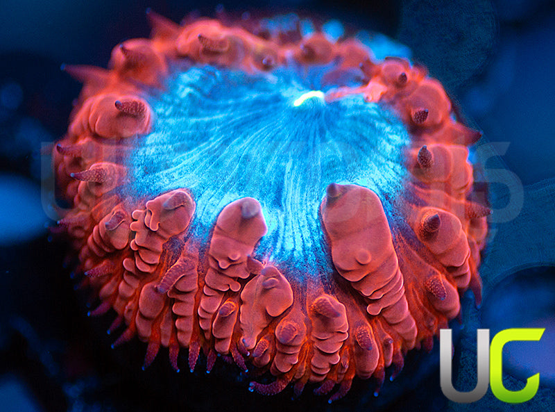 UC Forbidden Blue Blasto