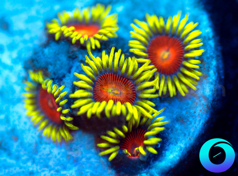 Electric Shocktopus