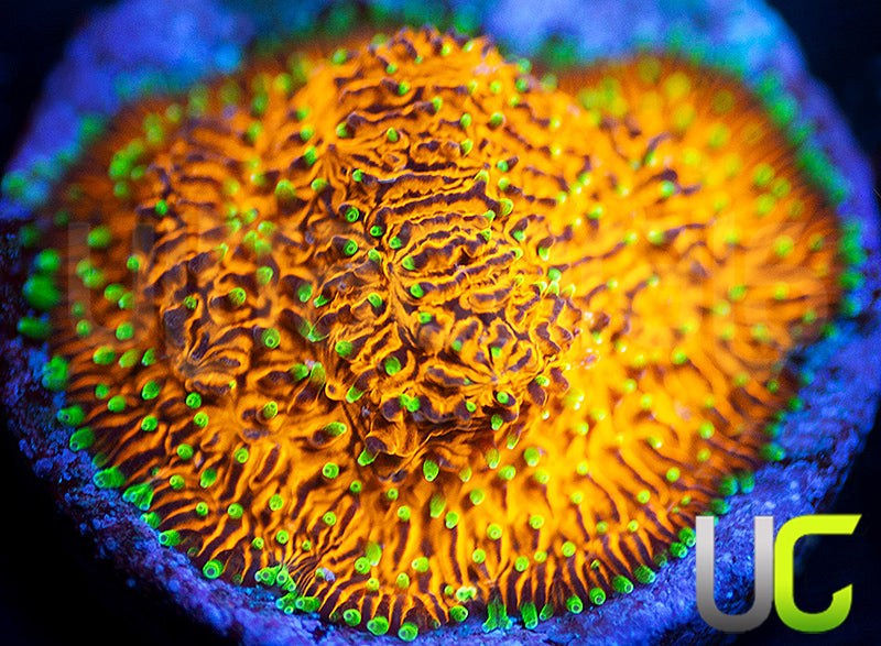 UC Fuzzy Navel Litho