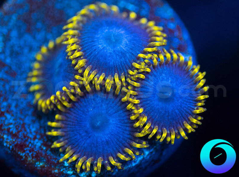 JB Blue Phoenix