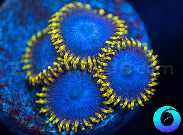312-JB-Blue-Phoenix-zoa-