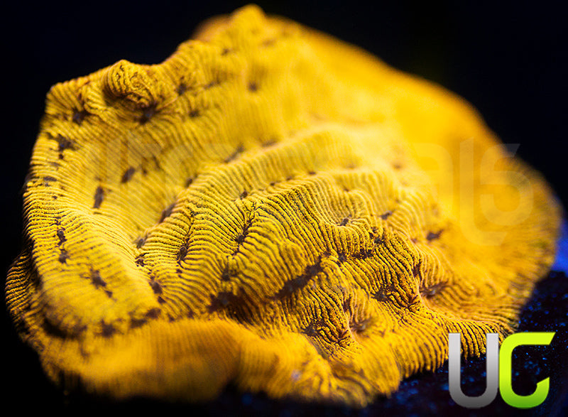 UC Golden Dragon Lepto