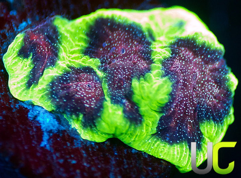 Bejeweled Favites