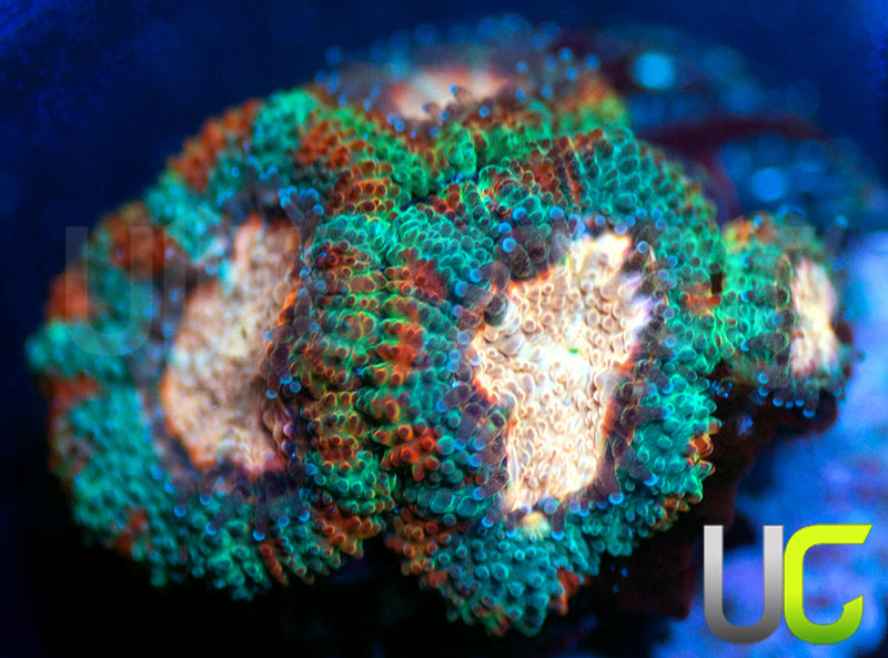 UC Pink Pinwheel Micro Amakusensis