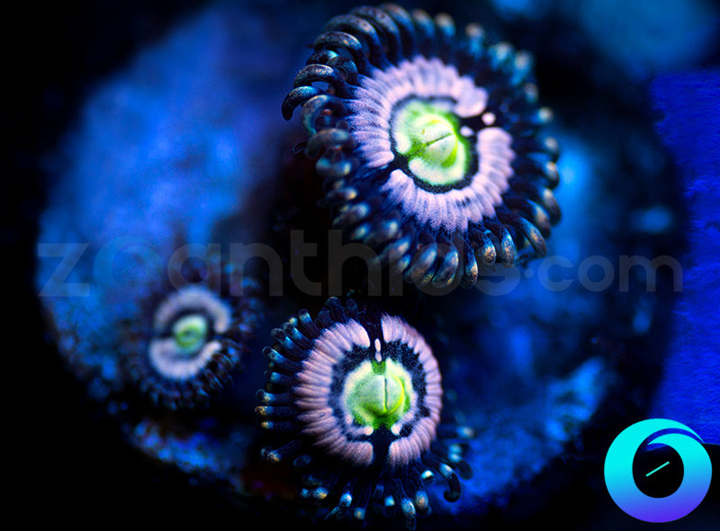 Blue Armageddon
