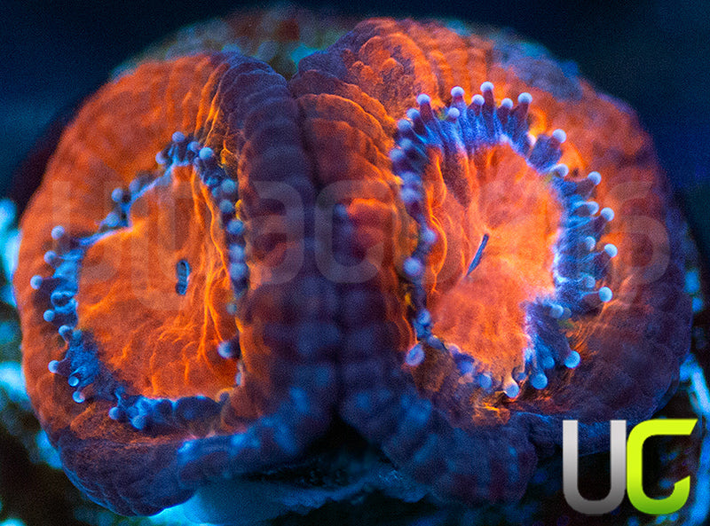 UC Lava Micro Lord