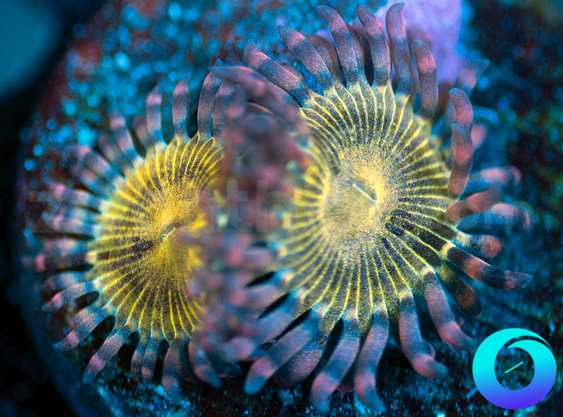 Pink Starburst