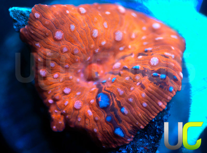 UC Harley Quinn Mushroom