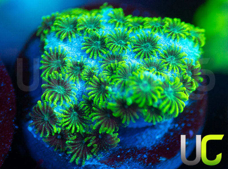UC Sea Foam Cyphastrea