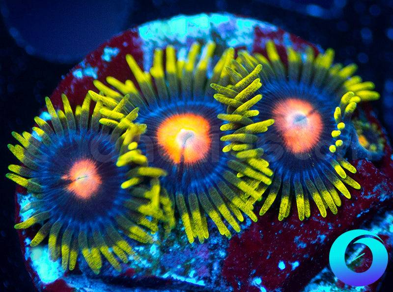 Glowpops