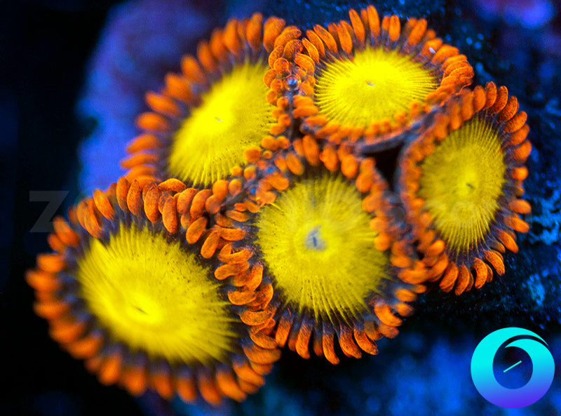 Mandarin Oranges