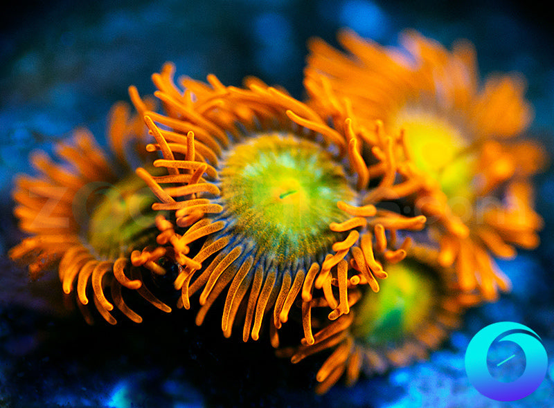 Solar Fusion