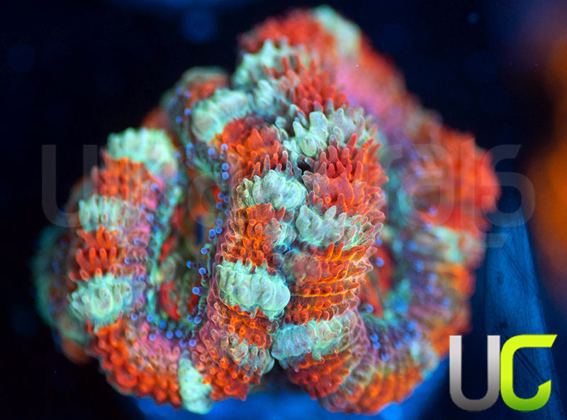 UC Ringmaster Micro Lord