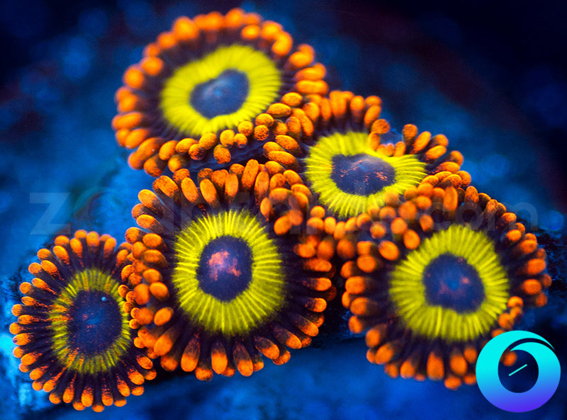 Fruit Loops