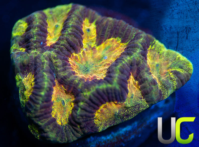 UC Prism Platy