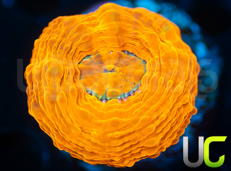 Ultra Orange Acan Maxima