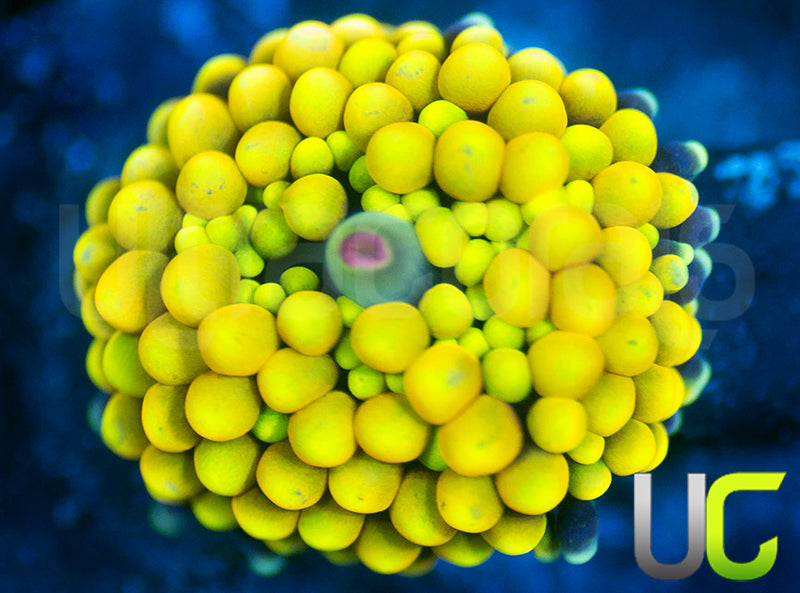 UC True Yellow Florida Ricordea