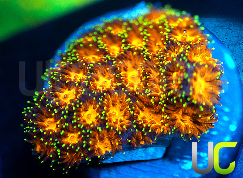 UC Lightning Tip Leptastrea