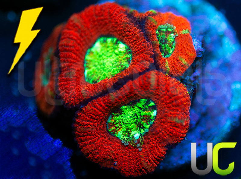 UC Dragon Slayer Micro Amakusensis