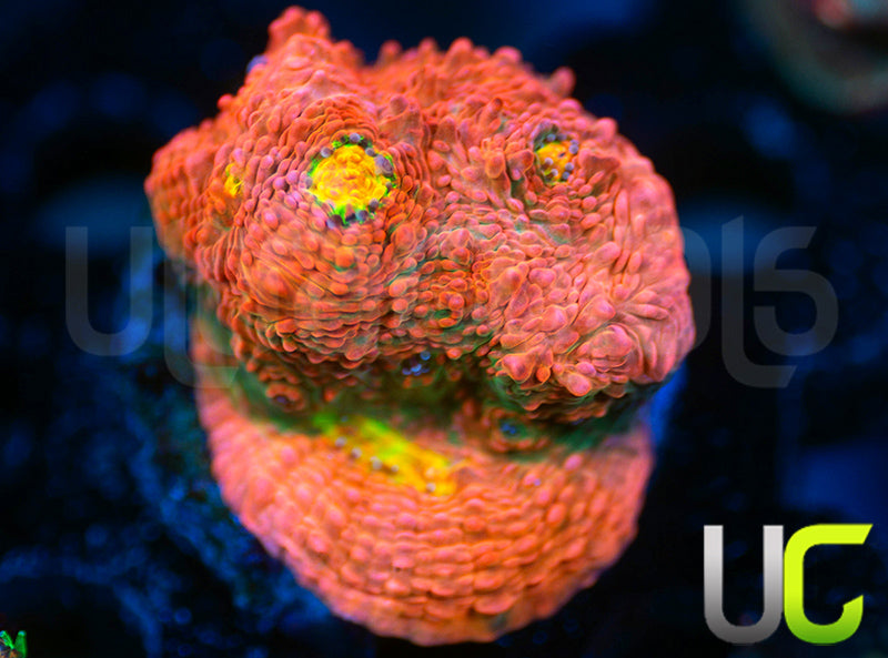 Pink BBies Chalice