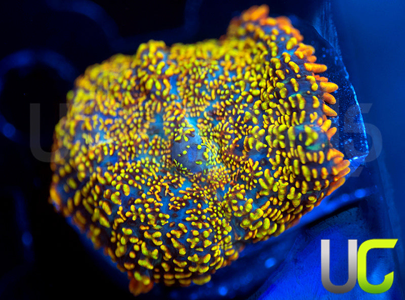 UC Wario Mushroom