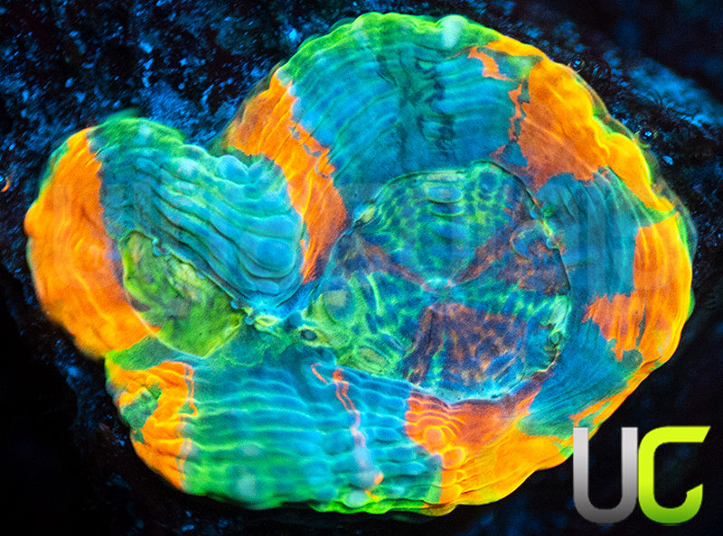 BigR Gumdrop Acan Echinata