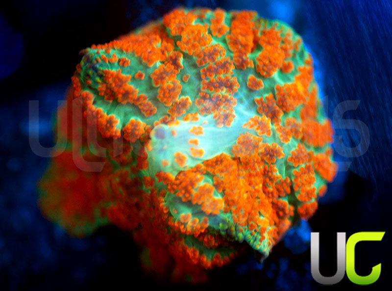 UC Flaming Jade Mushroom
