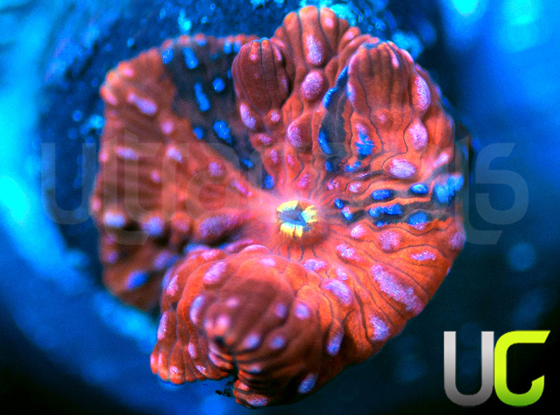 UC Harley Quinn Natural Grafted Mushroom SM