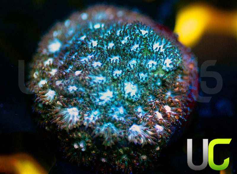 Rainbow Leptastrea