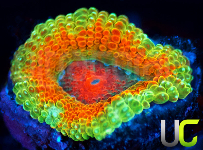UC Bridesmaid Micro Amakusensis