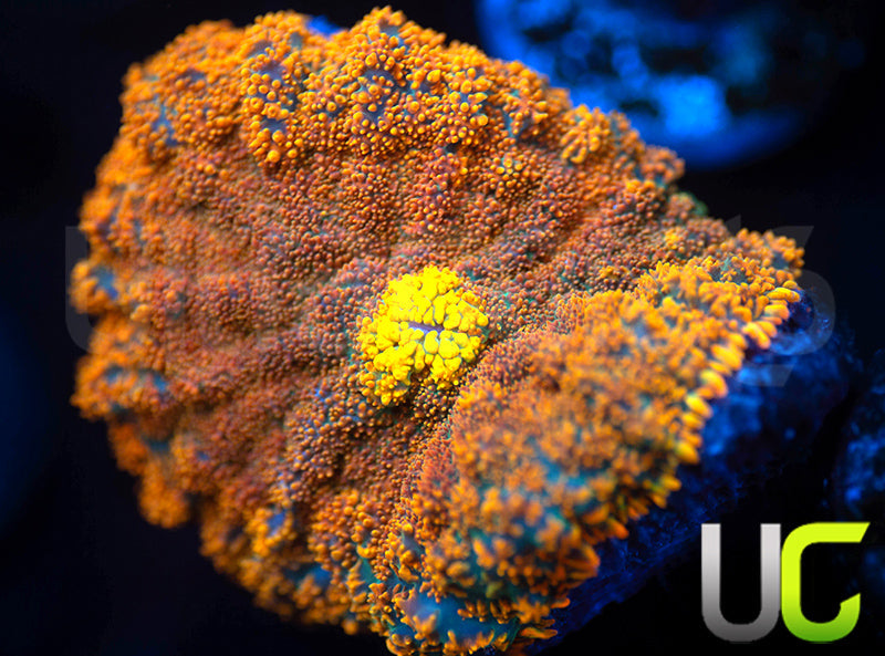 UC Orange Spot Rainbow Mushroom