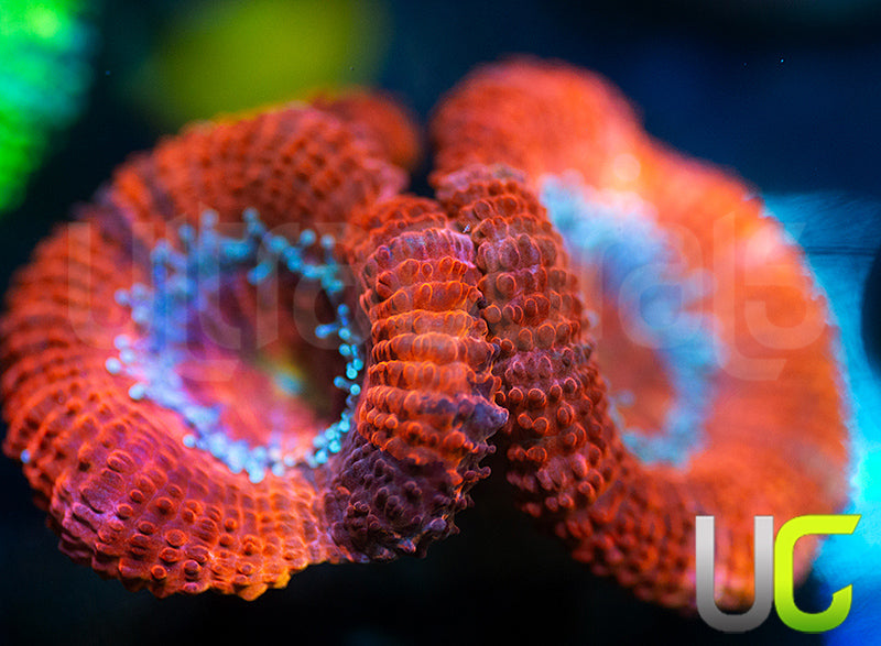 UC Yellow Flamingo Micro Lord
