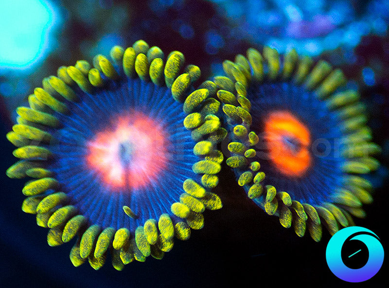 Glowpops