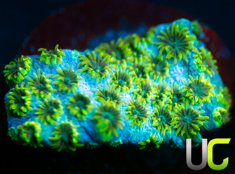 UC Sea Foam Cyphastrea