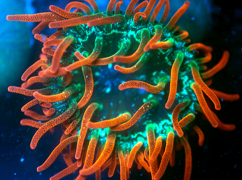 UC Funburst Anemone
