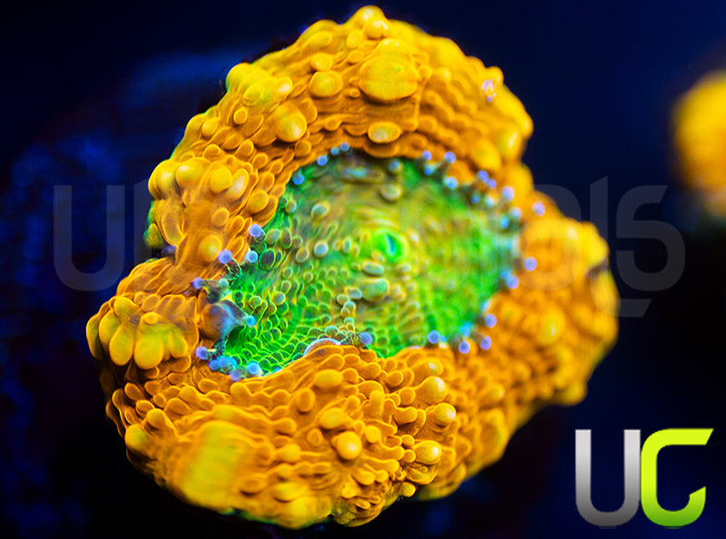 OG Pumpkin Patch Acan Echinata